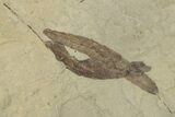 Fossil Leaf Plate - Green River Formation, Utah #325571-2
